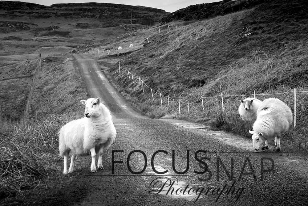 Focus Snap